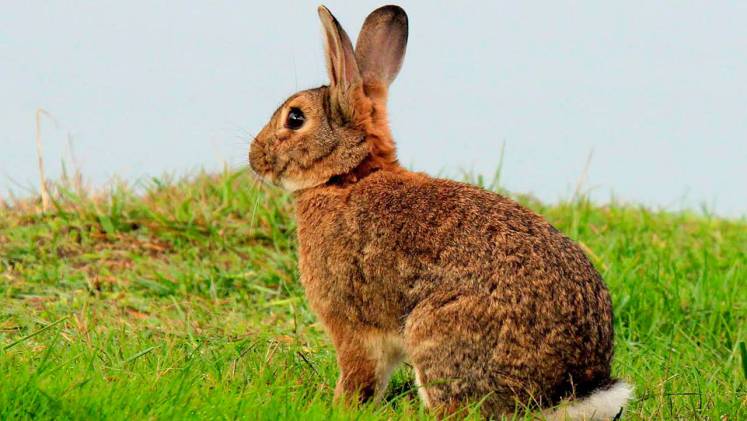 نتيجة بحث الصور عن rabbit