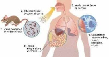 الفئران وسيلة انتقال فيروس هانتا الجديد بالصين الفئران وسيلة انتقال فيروس هانتا الجديد بالصين
