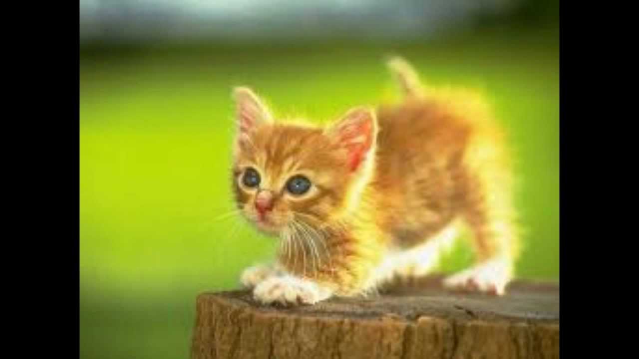 صورة ذات صلة