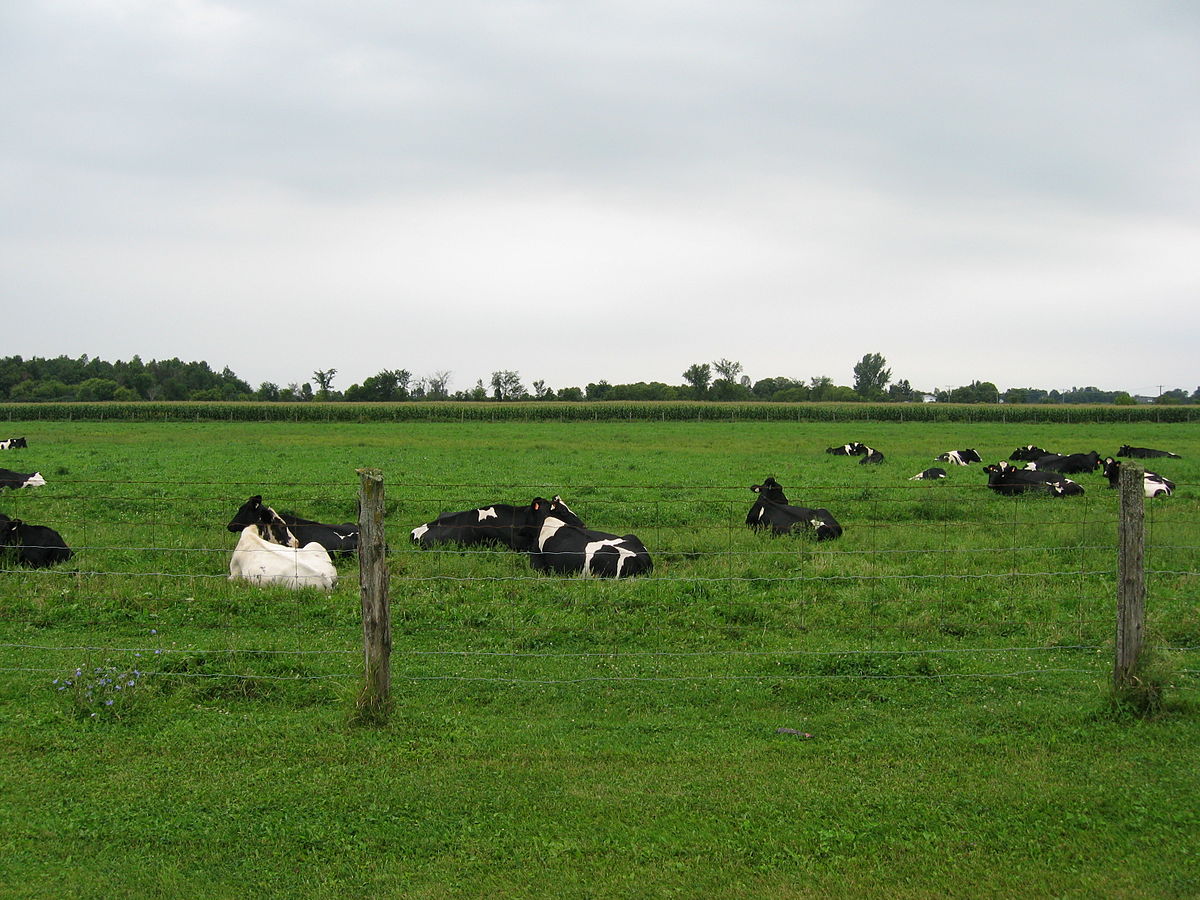 اكبر مساحة من المراعي المعتدلة تنتشر في قارتي اكبر مساحة من المراعي المعتدلة تنتشر في قارتي