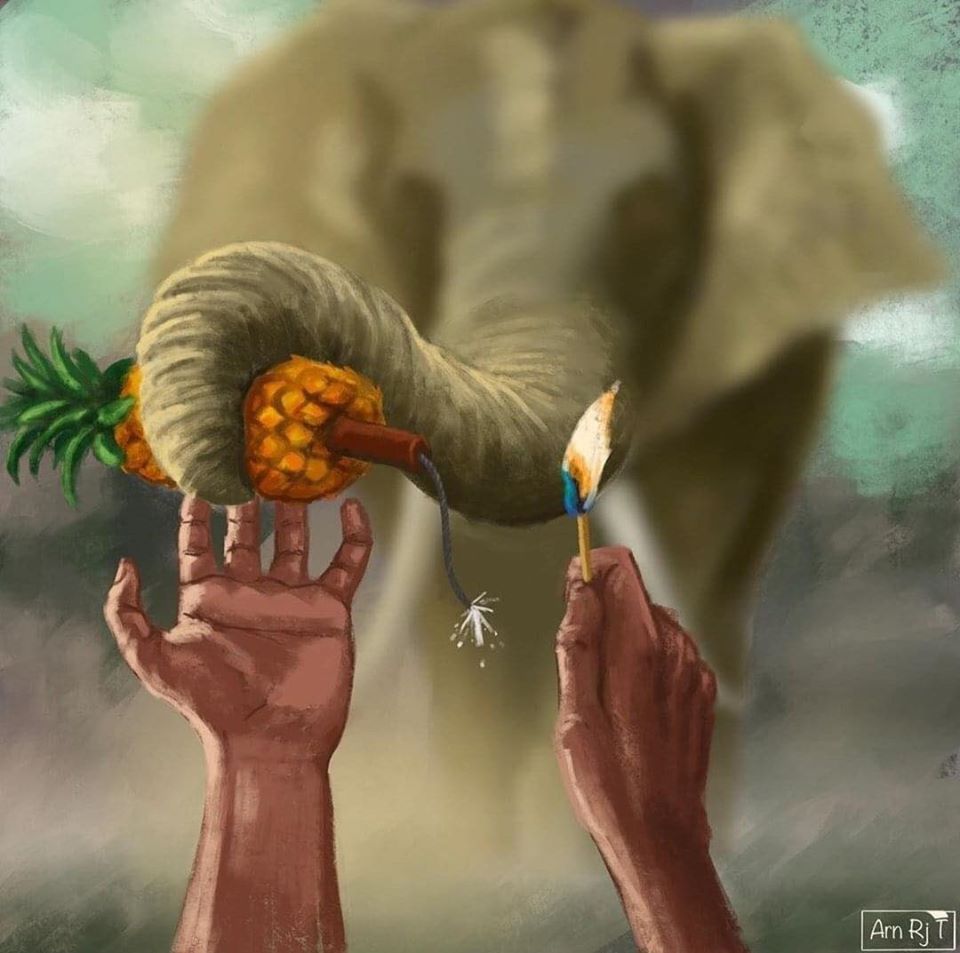 قصة موت أنثى الفيل الحامل وحرقها في النهر