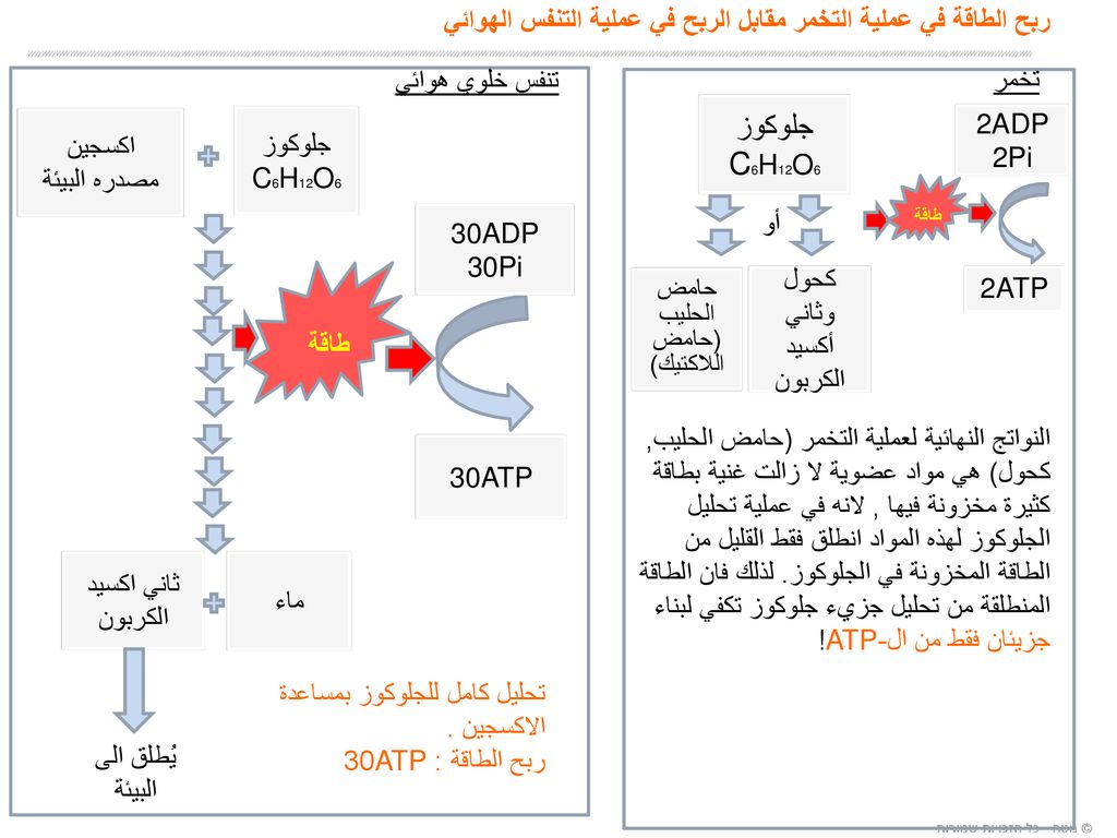 علم الأحياء الدقيقة طرق التغذية للكائنات الحية الدقيقة وطرق الحصول على الطاقة (التنفس الخلوي) موضوعات الدورة تصنيف الكائنات الحية الدقيقة حسب طرق التغذية.  - تنزيل ppt
