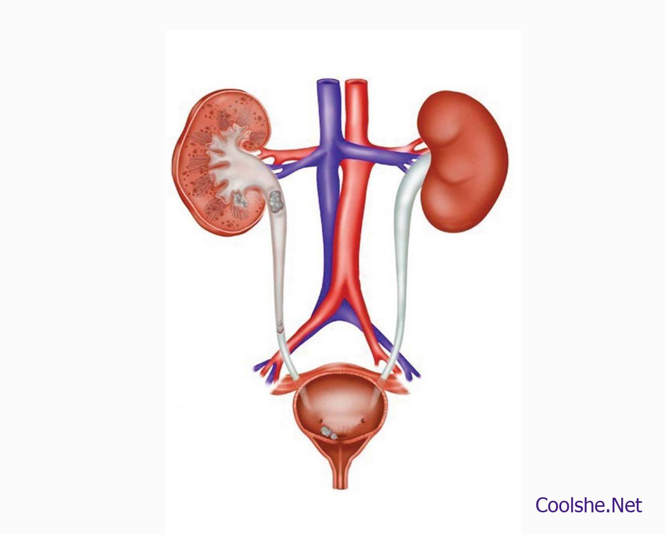 عندما تتعطل أعضاء "الجهاز البولي" ، يحدث كل ما يلي: كل شيء