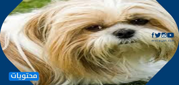 أفضل كلب صغير - The Shih Tzu