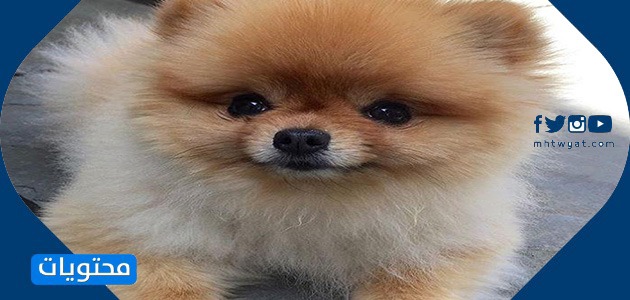 سلالات الكلاب الصغيرة - كلب صغير طويل الشعر