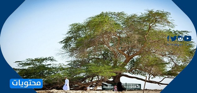 المناظر الطبيعية في البحرين