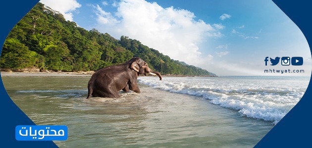 مشاهد من الهند