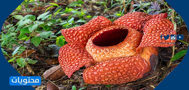 مشاهد ماليزيا