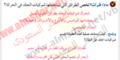 كيف تساعد عملية تجدد أعضاء الجسم شوكيات الجلد على البقاء؟