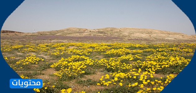 أكبر محمية طبيعية في الكويت