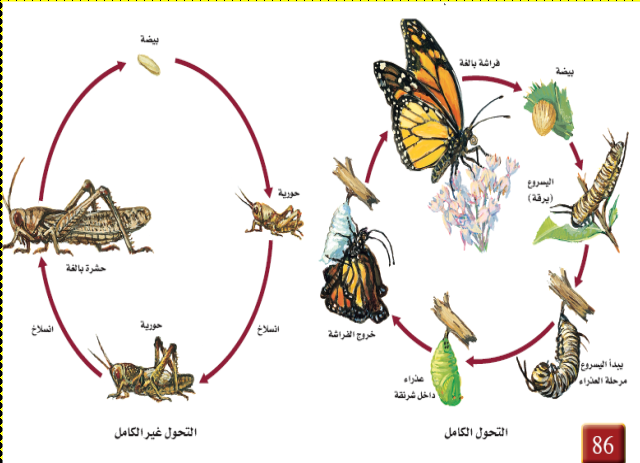 يخضع العديد من صغار الحشرات لتغييرات خلال مراحل نموهم