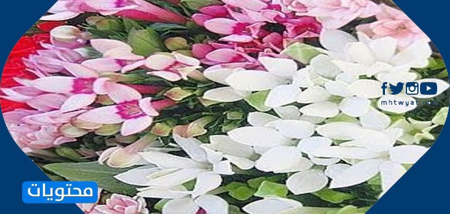 صور عيد الأم أفكار هدايا للأمهات 2021