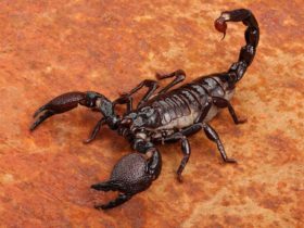 اين يعيش العقرب؟