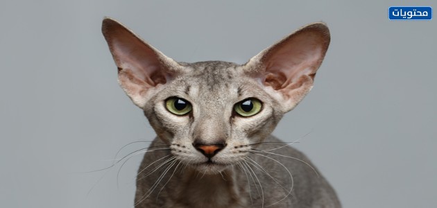 القطط بيتربالد