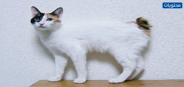القط الياباني قصير الذيل