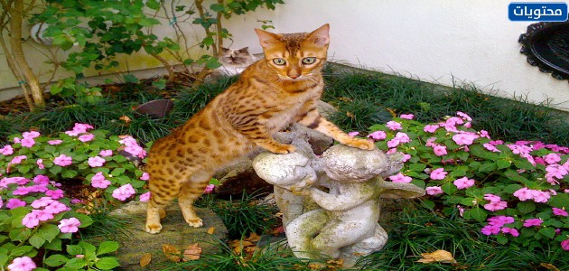 قطط البنغال