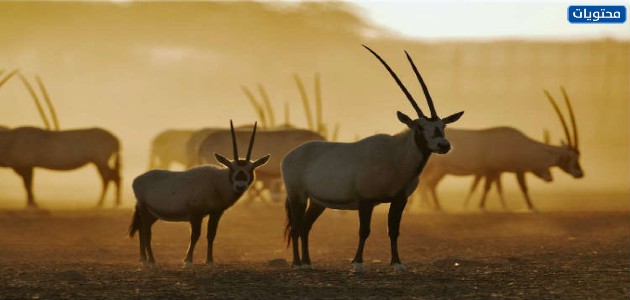 الحيوانات المهددة بالانقراض في المملكة