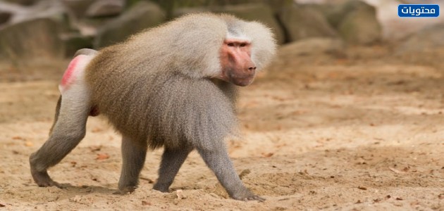 البابون (البابون)