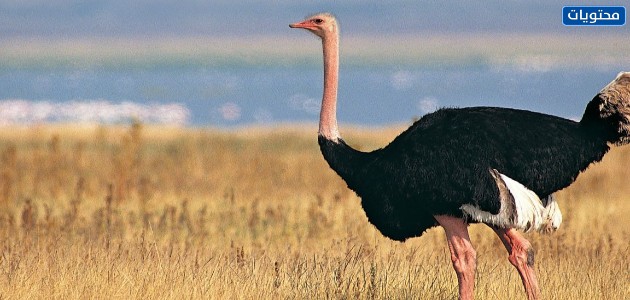 نعامة عربية