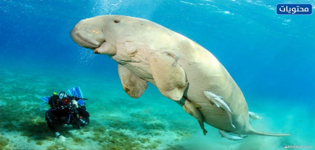 الحيوانات المهددة بالانقراض في المملكة