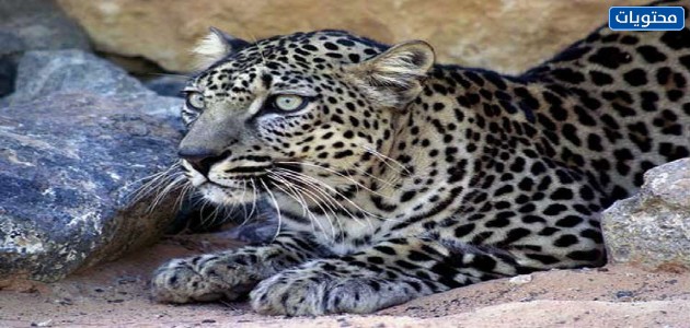 حيوان النمر العربي