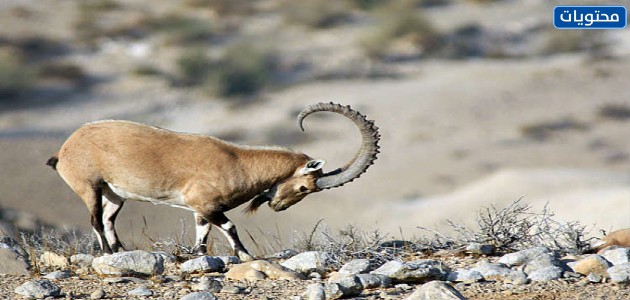الحيوانات المهددة بالانقراض في المملكة
