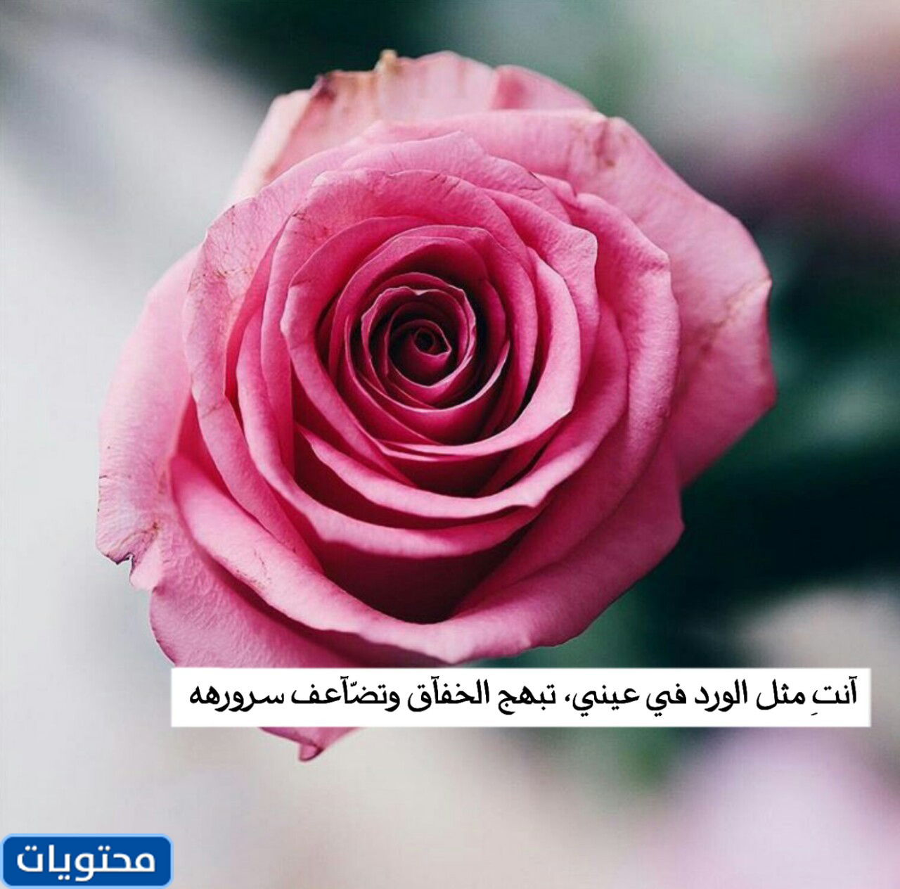 صور زهرة 2021