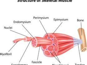 ما هو اسم الهيكل المحيط بحزم العضلات الهيكلية؟