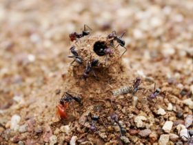 ما اسم بيت النملة؟