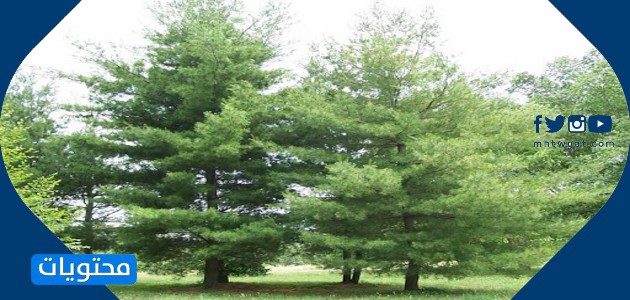 أمثلة من الأشجار دائمة الخضرة