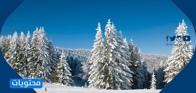 أمثلة من الأشجار دائمة الخضرة