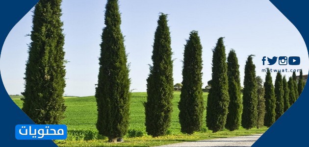 أمثلة من الأشجار دائمة الخضرة