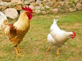 من الحيوانات الأليفة