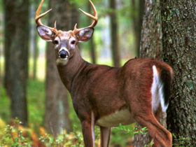 هاجم خمسة ذئاب غزالًا