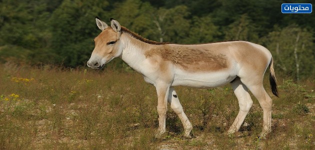 خدر الحمار