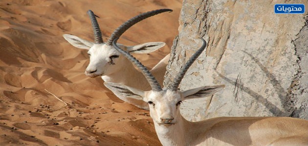 حيوان أيل الرمل العربي