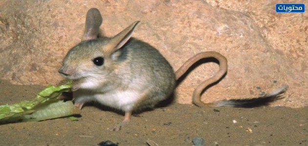 الجربوع