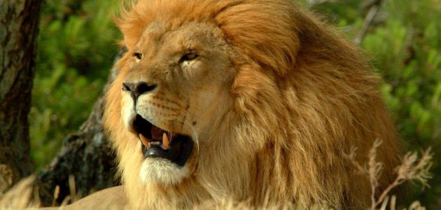 قوة الأسد - الموضوع