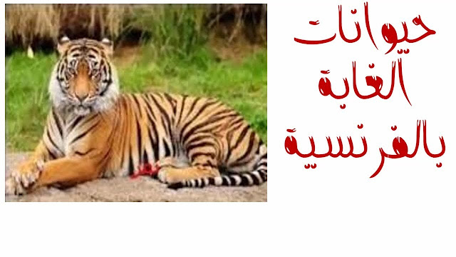 عبارات مكتوبة باللغة الفرنسية عن الحيوانات في الصف الخامس الابتدائي