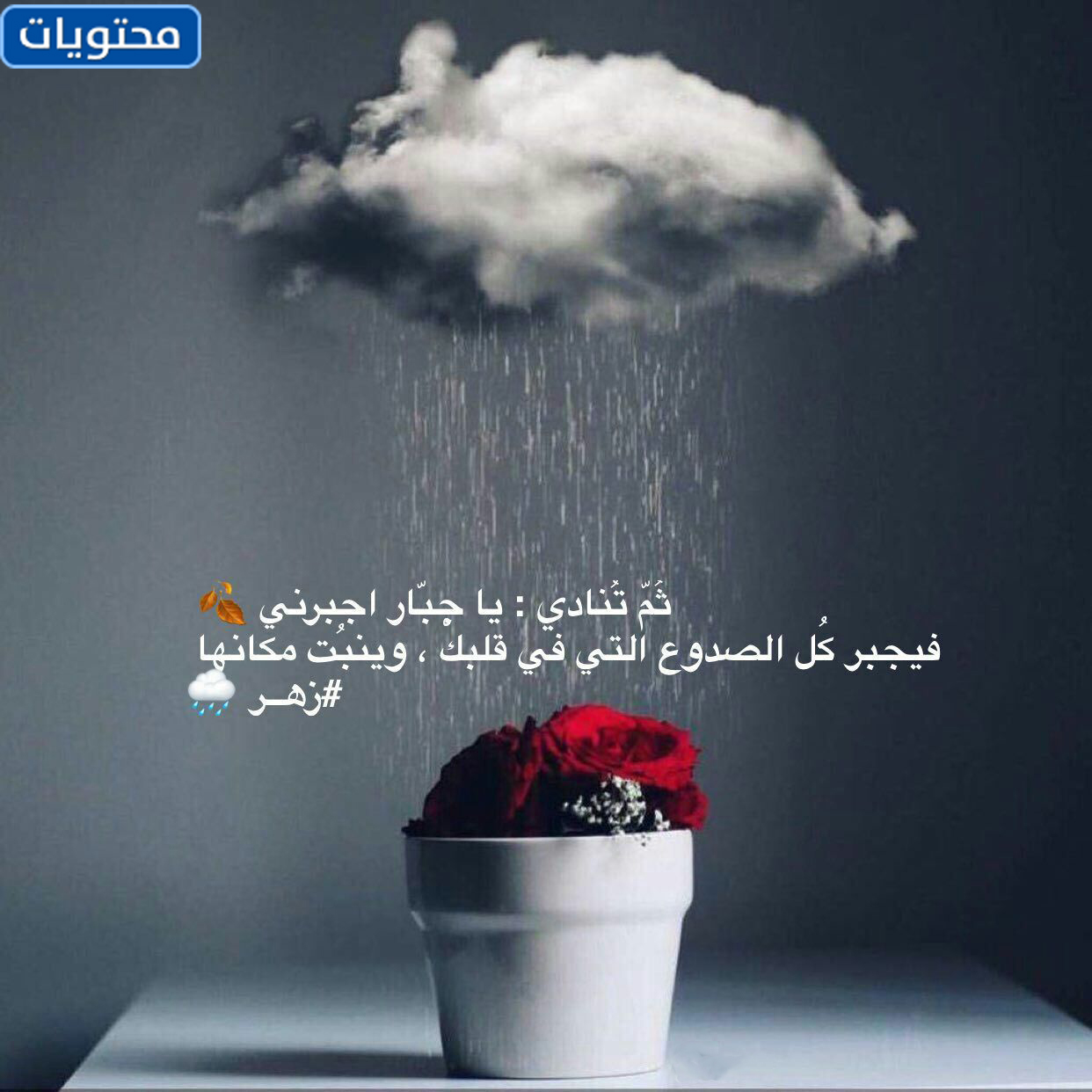صور عن مطر تويتر