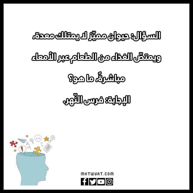 أسئلة عامة للأطفال عن الحيوانات